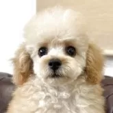 タイニープードル