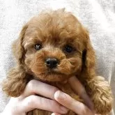 タイニープードル