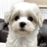 マルチーズ