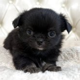 チワワ(ロング)