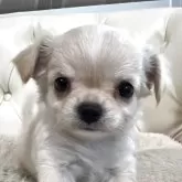 チワワ(ロング)