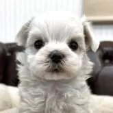 マルチーズ