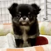 チワワ(ロング)