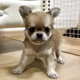 チワワ(ロング)