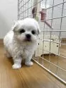 マルチーズ【香川県・男の子・2025年10月8日・ホワイト】の写真2