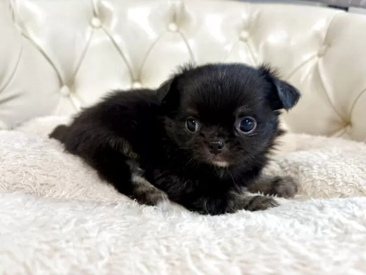 オーダー受付　ブラックタンチワワ　ご予約ページ　5/16 チワワ(ロング)【香川県・男の子・2025年10月17日・ブラックタン