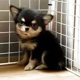 チワワ(ロング)【香川県・男の子・2025年8月13日・ブラックタン】の写真3