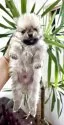 ポメチワ(ポメラニアン×チワワ)【香川県・男の子・2025年4月7日・クリームセーブル】の写真4