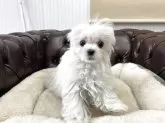 マルチーズ【香川県・女の子・2025年1月8日・ホワイト】の写真5