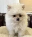 ポメラニアン【香川県・女の子・2024年10月17日・クリーム】の写真7