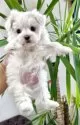 マルチーズ【香川県・男の子・2025年3月24日・ホワイト】の写真6
