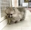 ポメラニアン【香川県・女の子・2025年3月12日・クリームセーブル】の写真7