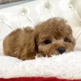 タイニープードル【香川県・女の子・2025年10月19日・レッド】の写真8