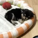 チワワ(ロング)【香川県・男の子・2025年8月13日・ブラックタン】の写真9