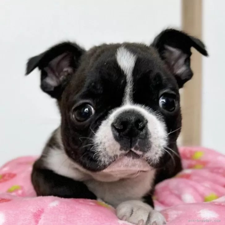 ID:2402-04747の子犬