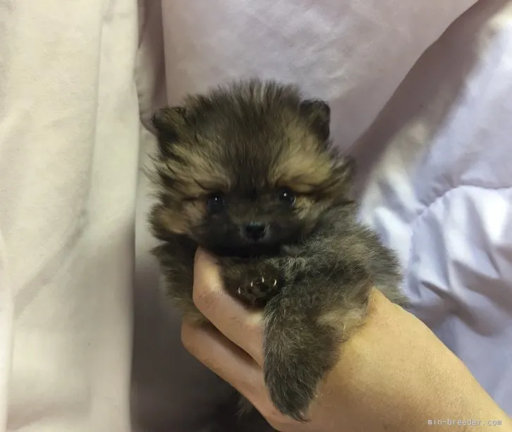 ID:1602-00526の子犬