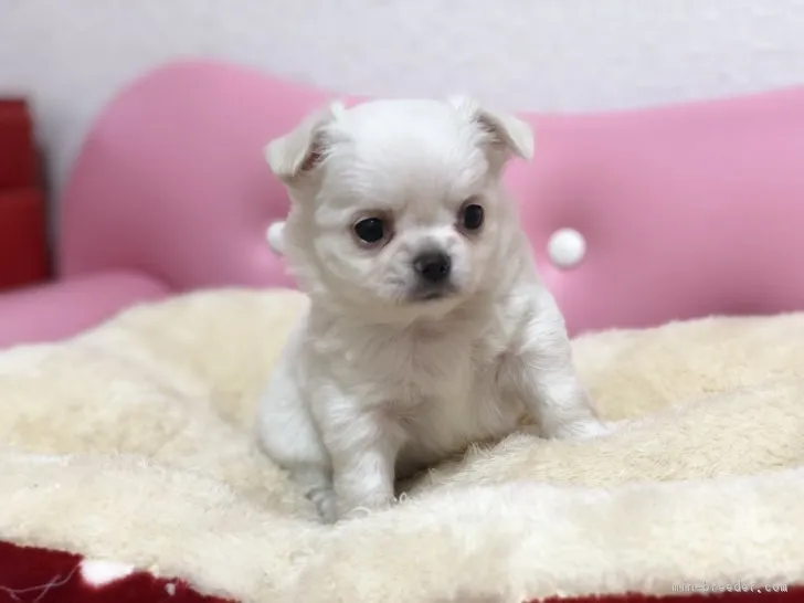 ID：1901-03003の子犬
