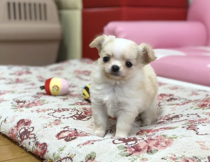 ID:1902-00412の子犬