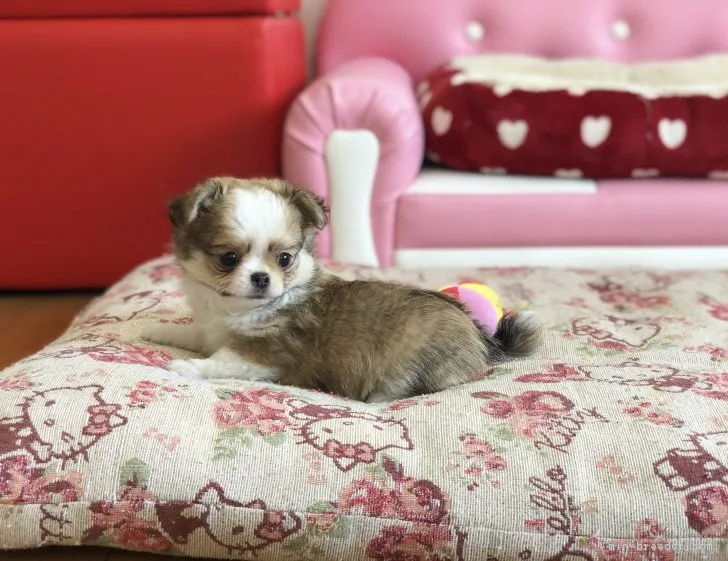 ID:1807-02293の子犬