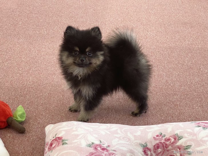 ポメラニアン 香川県 女の子 年11月28日 ブラックタン 可愛い女の子 みんなのブリーダー 子犬id 2101