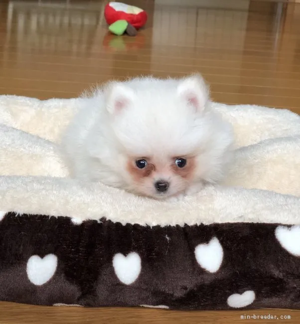 ID：1909-01692の子犬