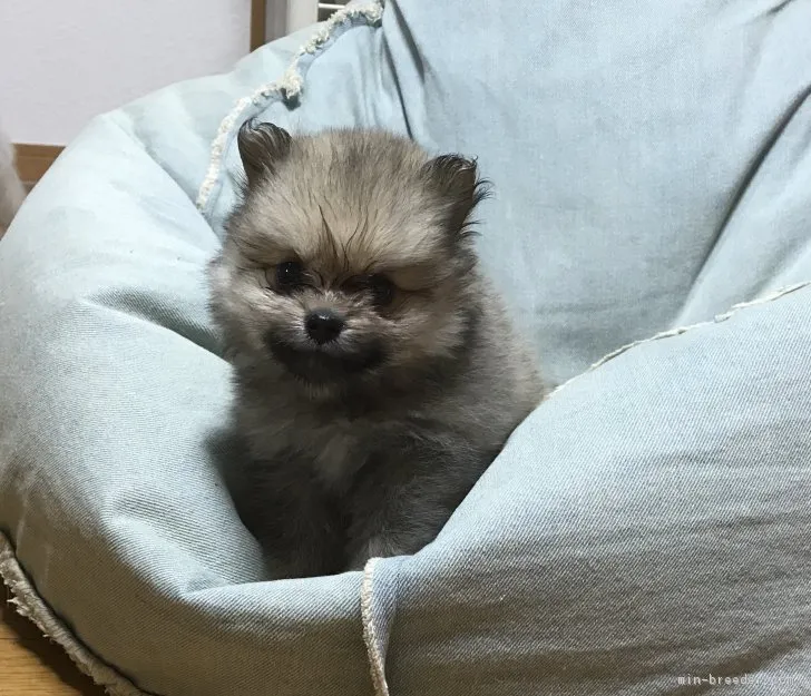 ID:1708-02130の子犬