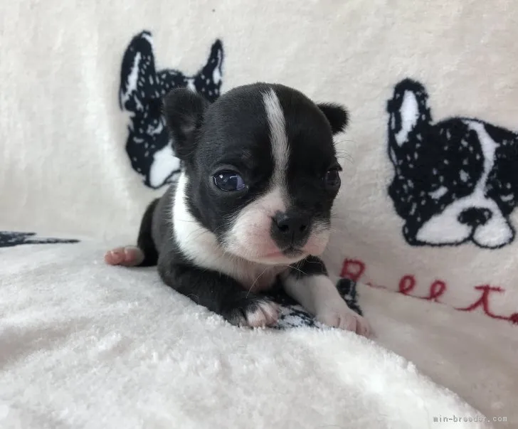 広島のヤス 様のお迎えした子犬