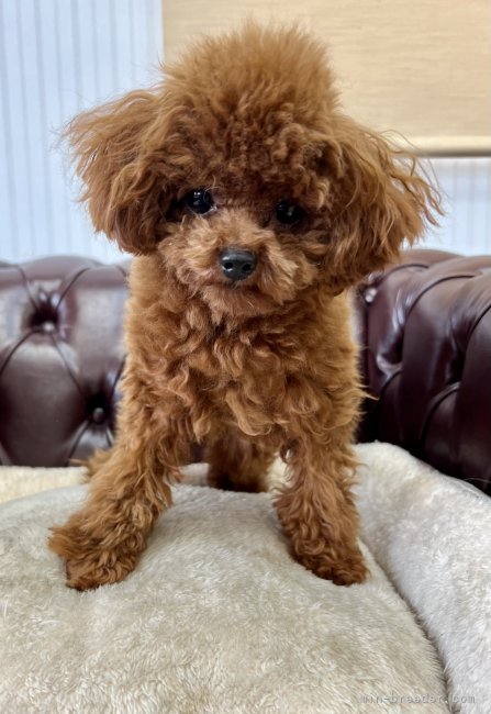 タイニープードル【・男の子・2024年6月2日・レッド】