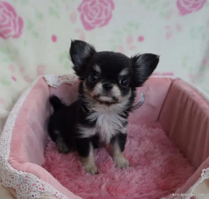 ID：1612-00241の子犬