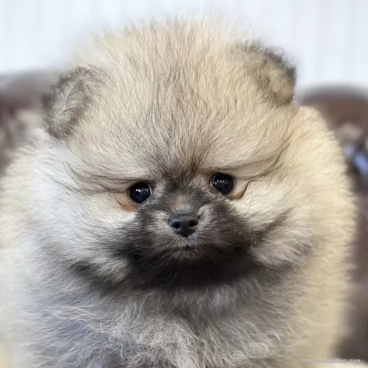 きずな君 様のお迎えした子犬
