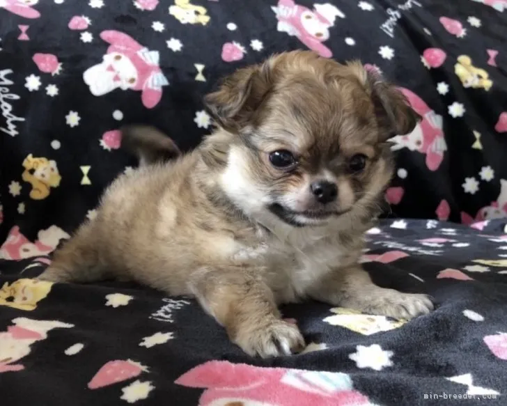 ID:1712-01166の子犬
