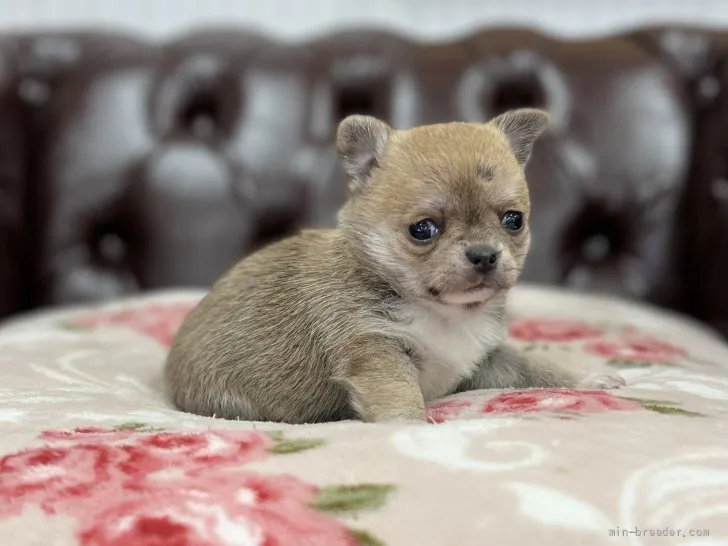 ID：2202-00022の子犬