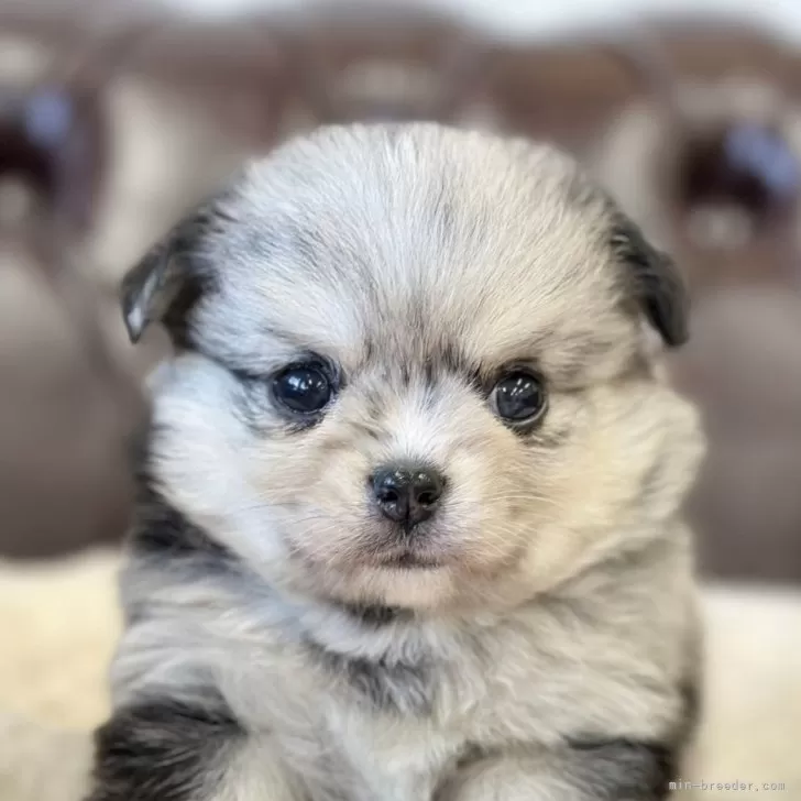 ID：2406-01741の子犬