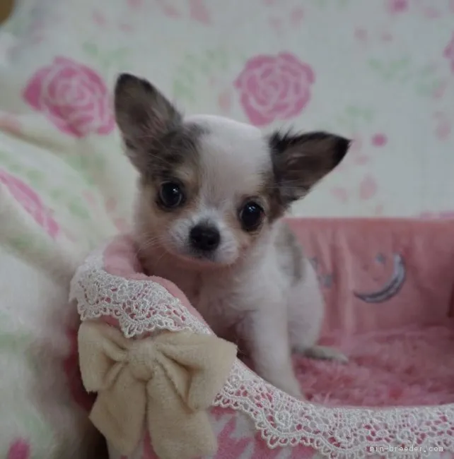 ID:1612-00240の子犬