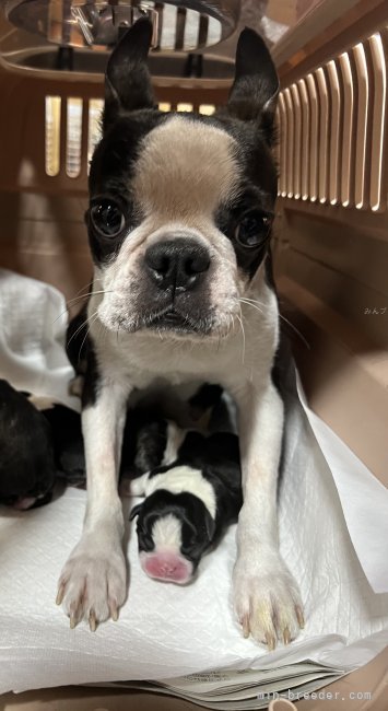 ボストンテリア【・女の子・2023年10月4日・ボストンカラー】