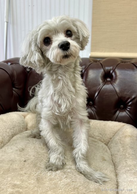 マルチーズ【・女の子・2024年7月1日・ホワイト】