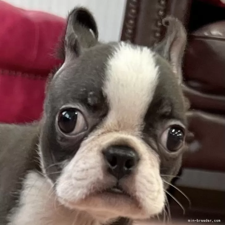 2代目ボストンテリア 様のお迎えした子犬
