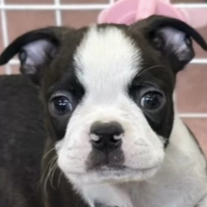 モタ 様のお迎えした子犬