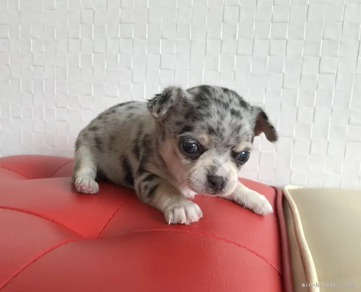ID:1804-00028の子犬