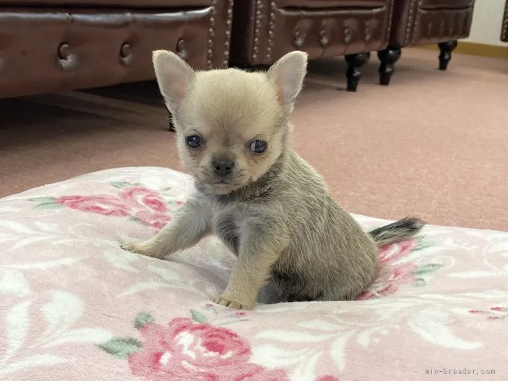 ID:2101-01999の子犬