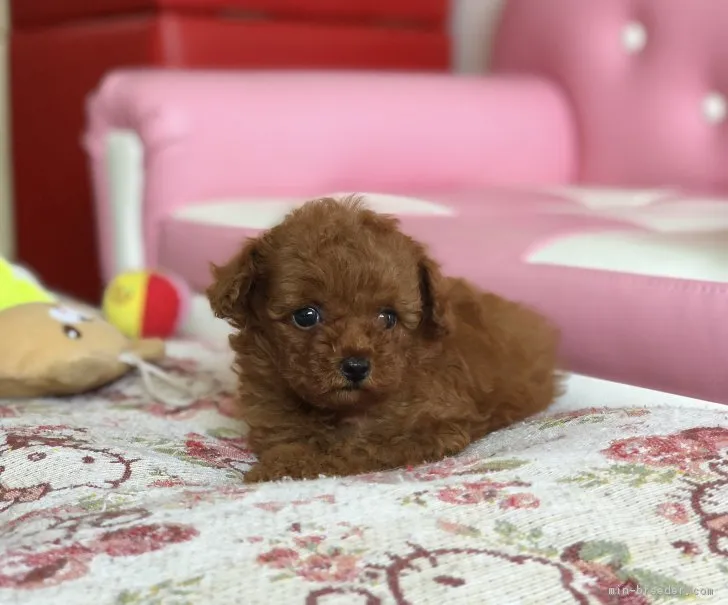 A 様のお迎えした子犬