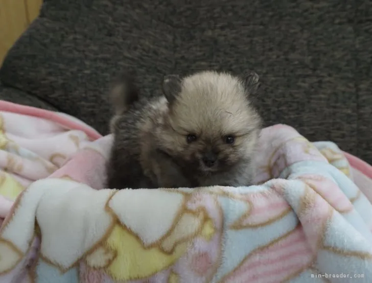 ID:1702-00007の子犬