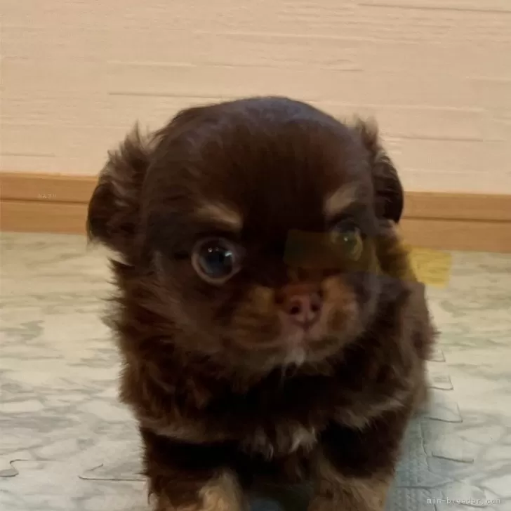 ID:2408-00875の子犬