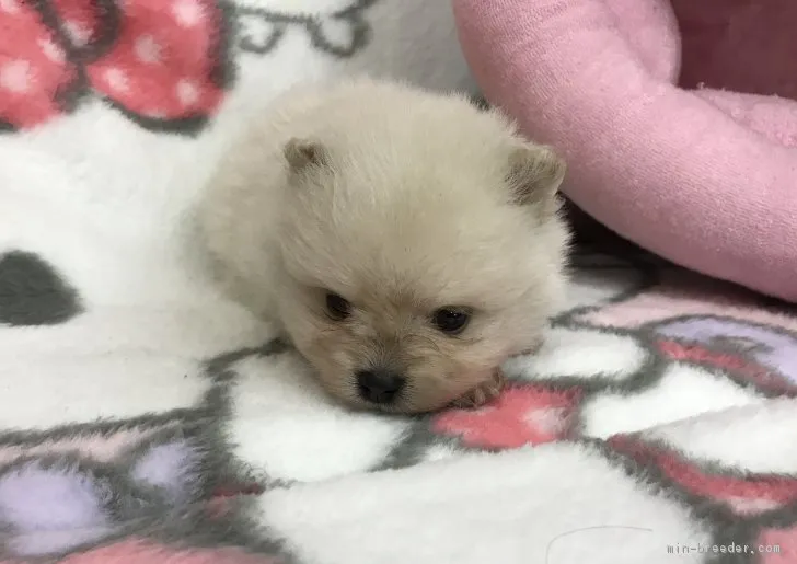 ID:1706-02048の子犬