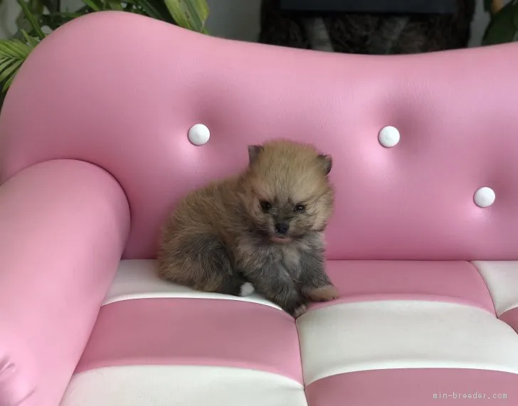 ID:1807-01952の子犬