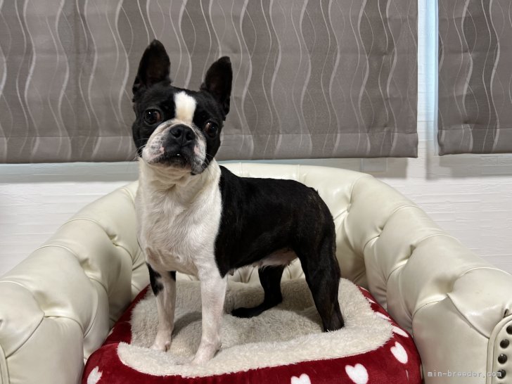 ボストンテリア【・女の子・2022年5月19日・ボストンカラー】