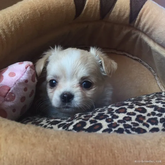 ID:1701-00667の子犬