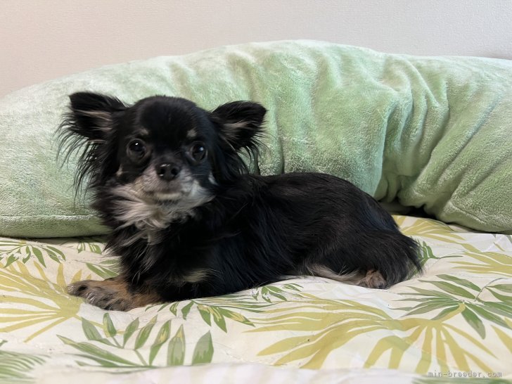 チワワ(ロング)【・女の子・2023年7月21日・ブラックタン】