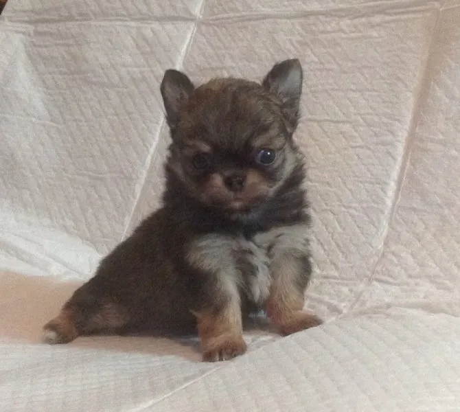 ID:1412-00937の子犬