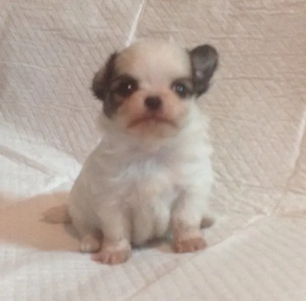 ID:1412-00939の子犬